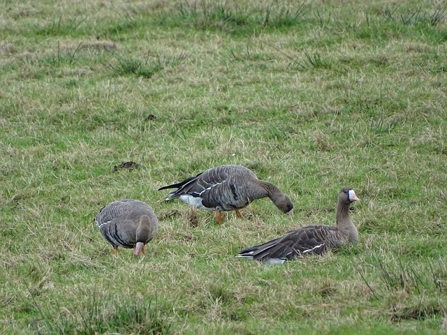 球的游戏通 球的游戏通