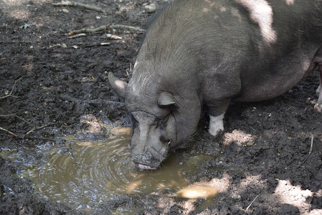 战将是如何 战将是如何